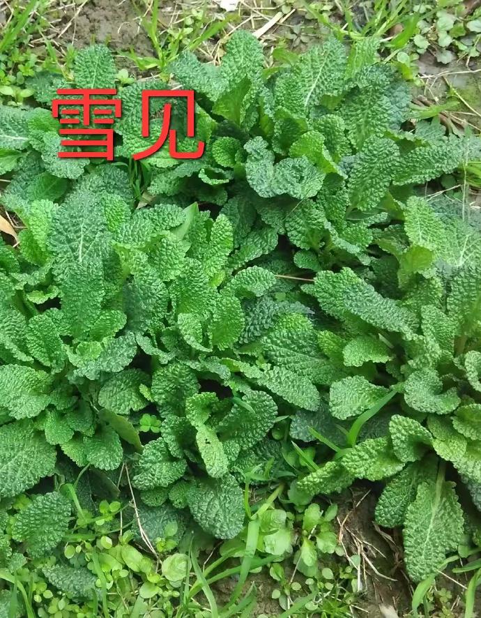 这些中草药植物，你认识几个？