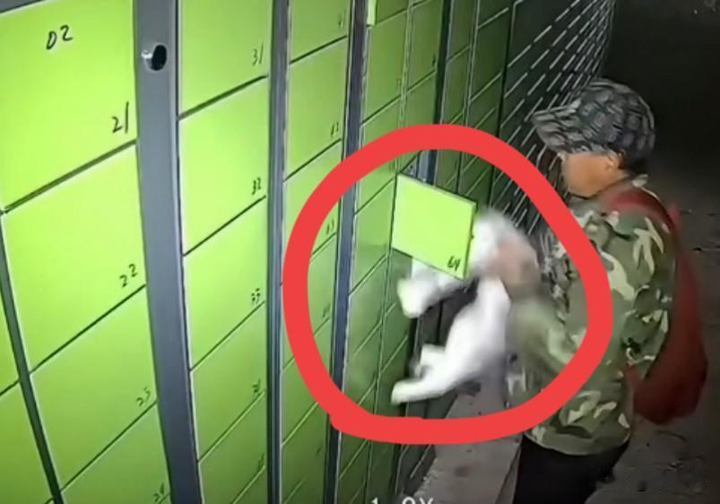 凌晨3点上海一男子将活猫硬塞快递柜，钢铁柜成“窒息坟墓”全网怒了‼️10月1日