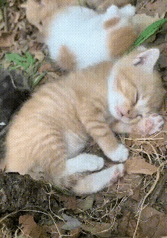 看完这一幕，心里感触很深。路边一窝小小的流浪奶猫，乖乖挤在一起休息，看着特