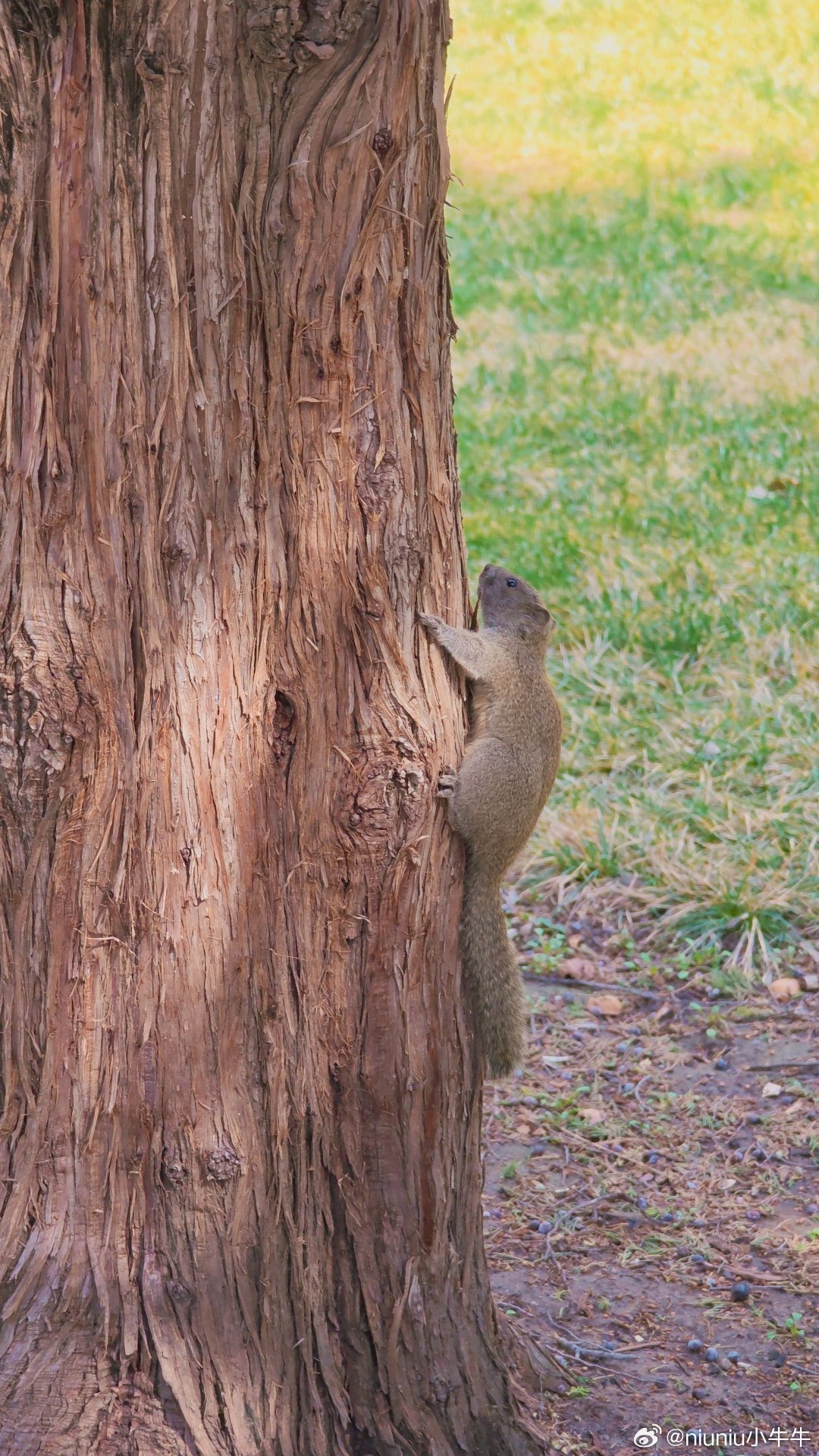 天坛的春天，有花有萌物，刚刚好。3月19日随拍摄影