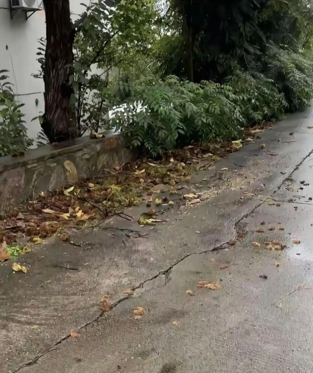 游客称捡板栗壳被民宿老板娘诬陷偷谁旅游的时候不好奇捡个地上的果子看看？这都能被扣