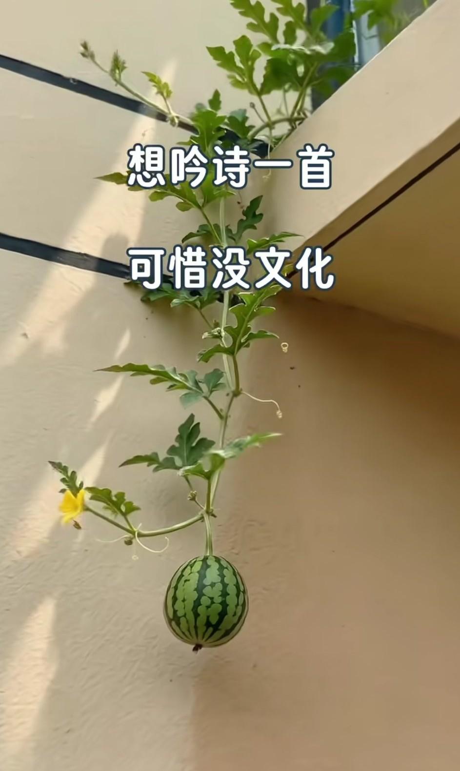 在社区看到居民种的西瓜，这场景看的特别想吟诗一首，可惜没文化就是憋不出来一个像样