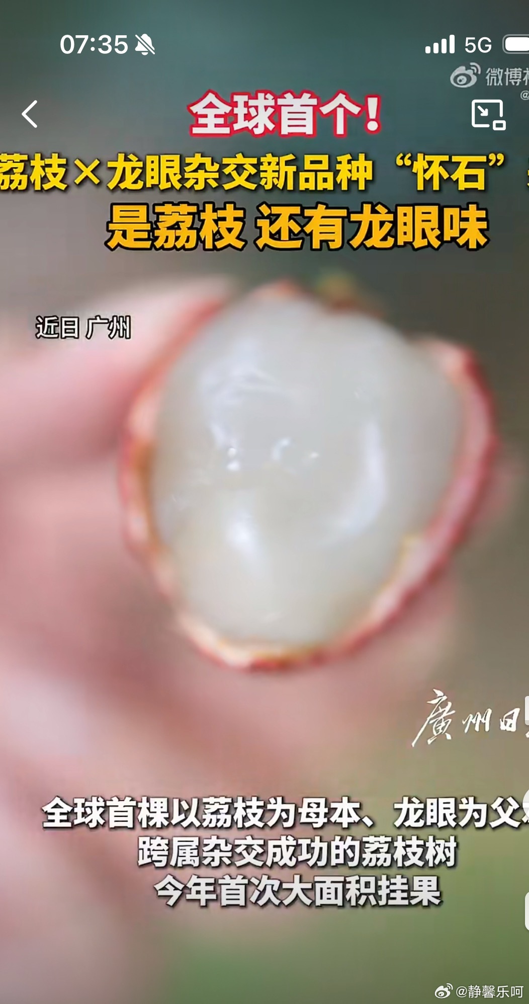 荔枝和龙眼有宝宝了晚熟荔枝“怀枝”作母本，“石硖”龙眼作父本，尝试跨属杂交。外形