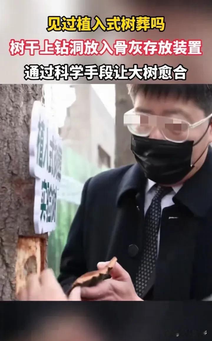 世界之大，无奇不有啊！见过骨灰盒存放在固定房间或者地里的，却没见过存放在树洞之