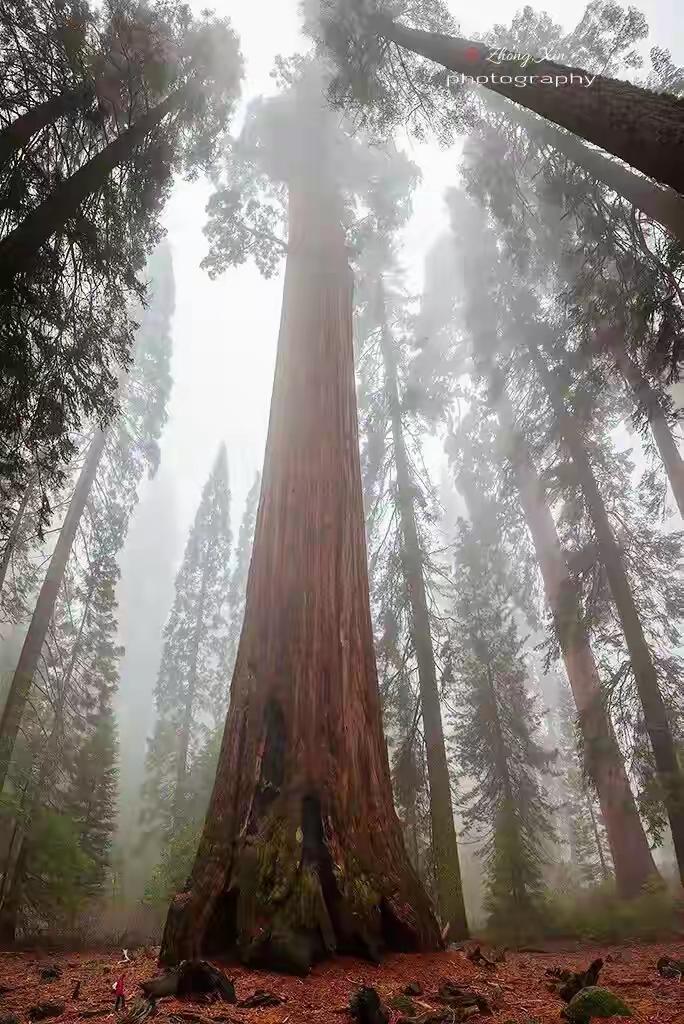 1341岁巨杉，8天就被砍倒了。这不是传说，是人类亲手终结“地球最大生命”
