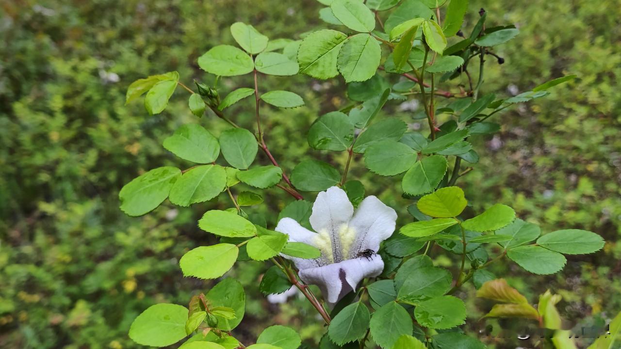 有没有漂亮的花朵图片吗艳丽花卉随手拍