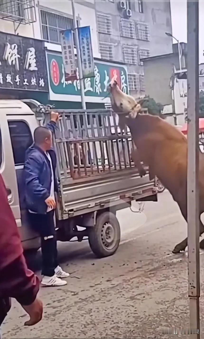 要宰杀一头黄母牛，主人从车上把它解下来，母牛三次朝着主人跪下，感恩他的不杀之恩。