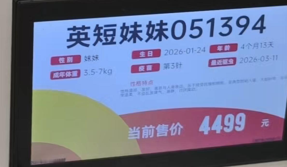 我好像要有猫了