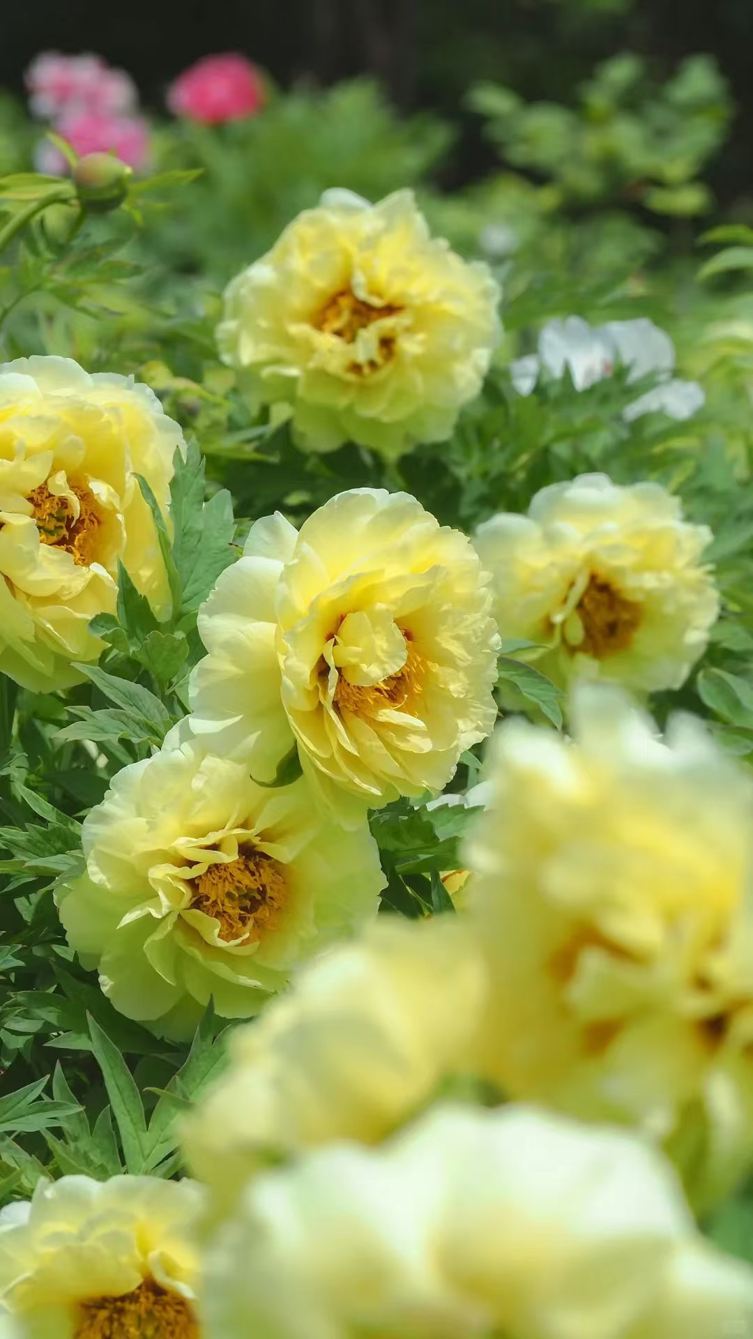 外籍友人组团来洛阳赏花到洛阳赏花洛阳~这儿有一份赏花攻略，洛阳大概有16个看牡