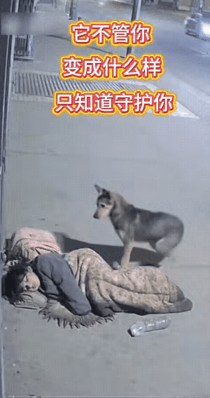 泪目了,一位流浪女孩收养了一只流浪狗,虽然没能给它优渥的条件,却从来没有饿过一顿