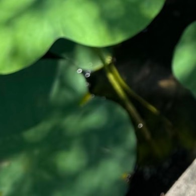 0000秣陵秋色种植1.播种准备：选肥沃疏松的壤土或专用碗莲土，混合少量腐熟饼