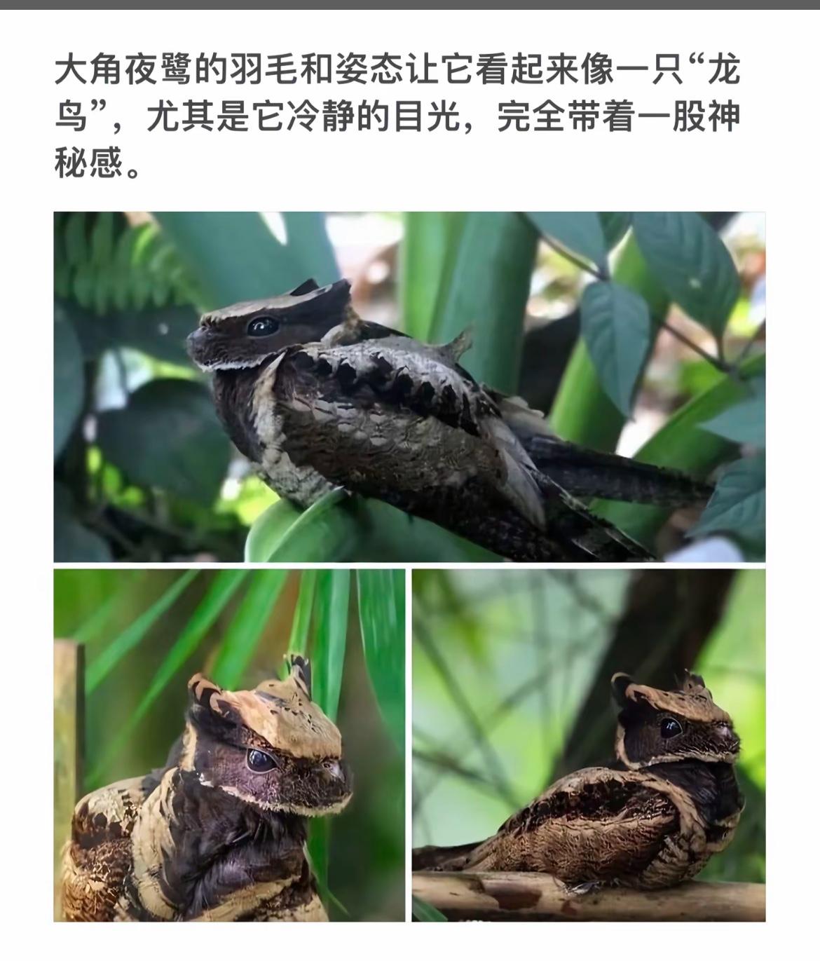 神秘的夜鹭，宛如龙鸟，目光深邃，引人入胜。