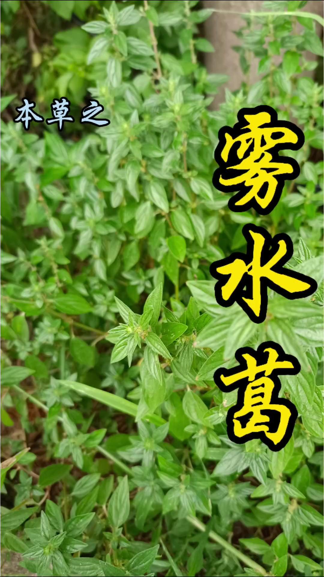 1️⃣雾水葛是南方常用的中草药，擅长解毒消肿排脓，治疗疮痈是它的典型功效。2️