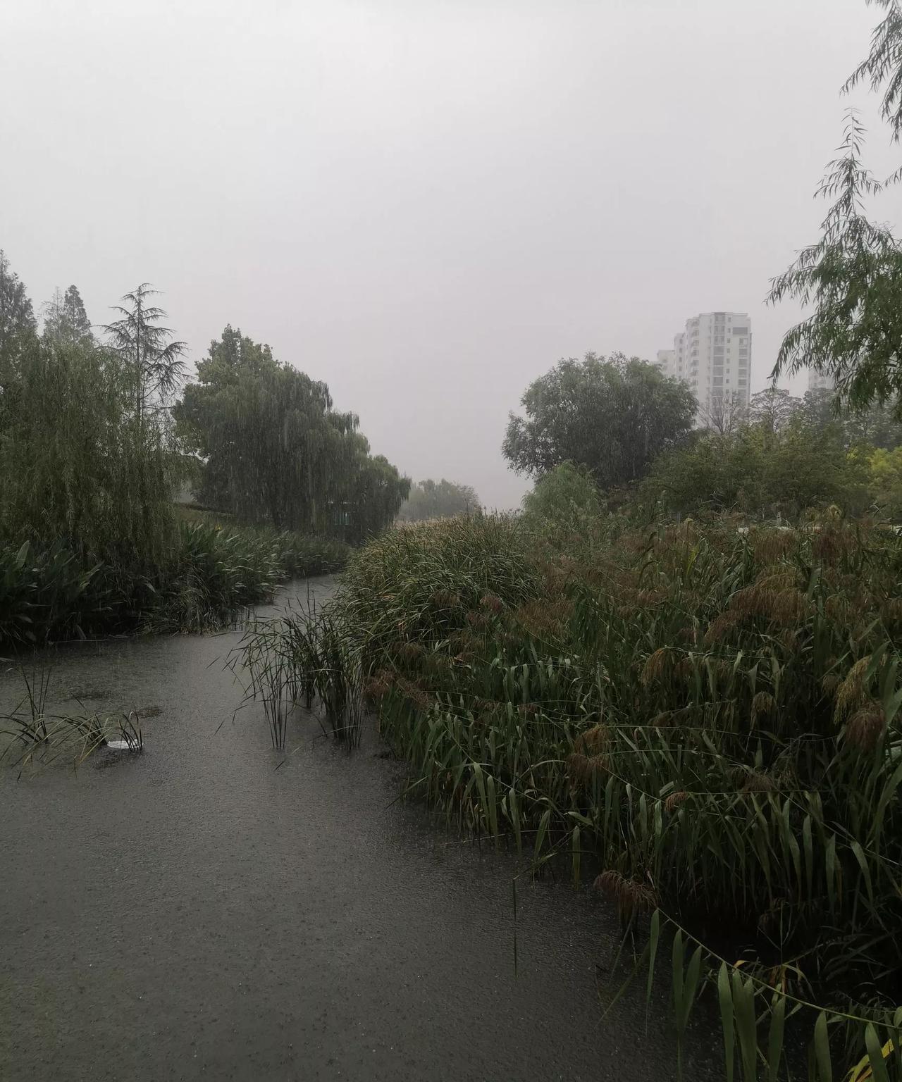 #分享今日趣事#这几天青岛一直有雨，上午雨停了，便到虹子河步道去玩，走了几圈坐