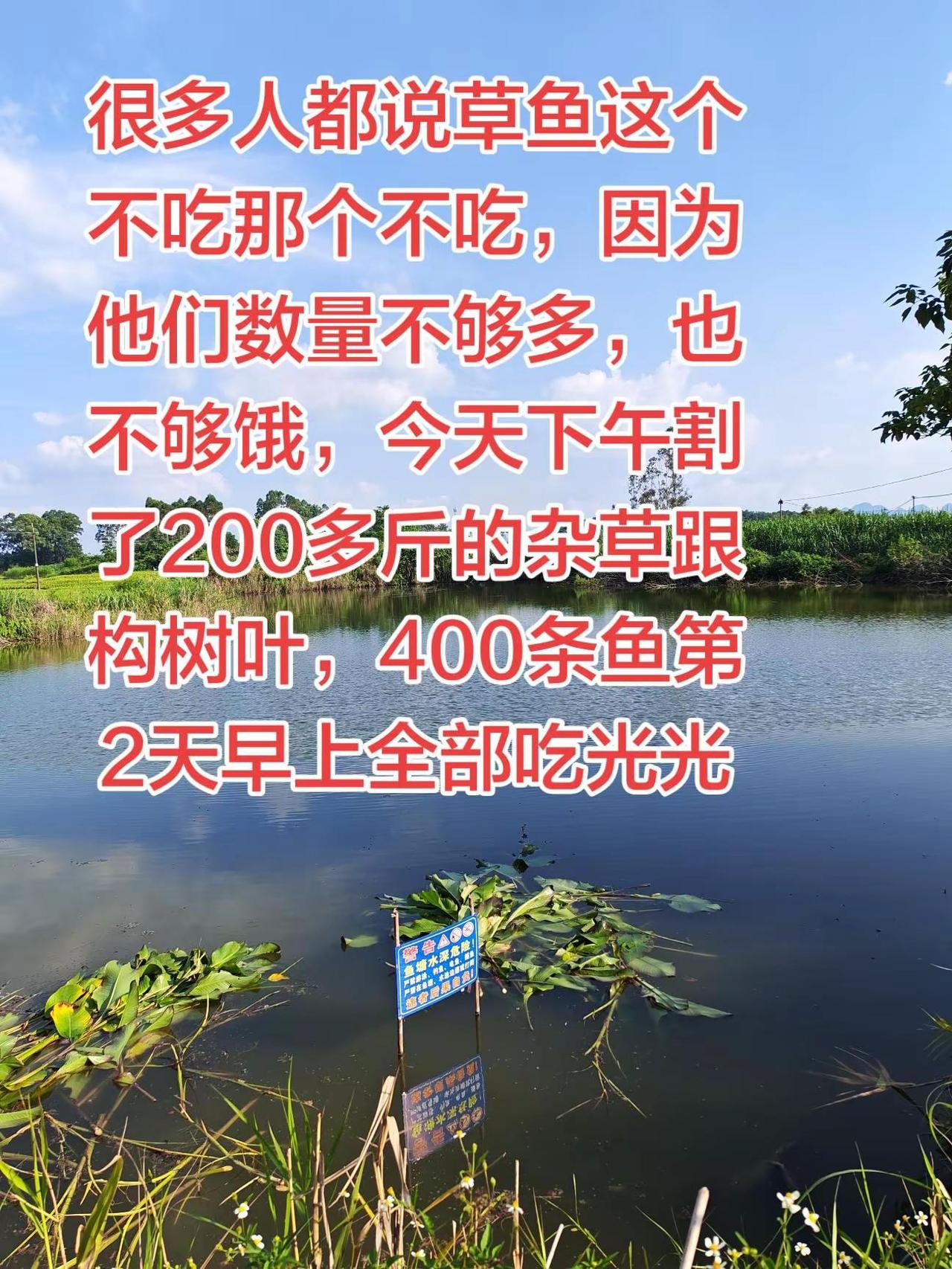 没有不吃草的鱼，只有他们不够饿，数量不够多养鱼养鱼日记三农玩法合伙人计划