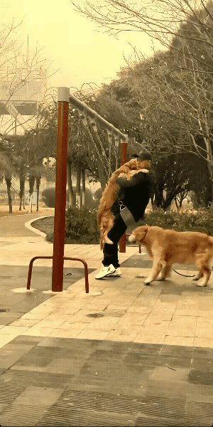 看着他摔下去的样子，我高兴的不得了。你看，这老家伙养着两条硕大的金毛，本