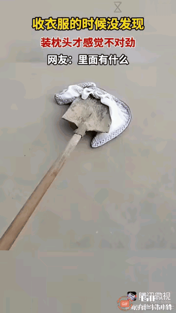 吓一跳！大妈收枕巾时发现里面有活物在动，当场惊叫出声，这一幕也太让人揪心了！