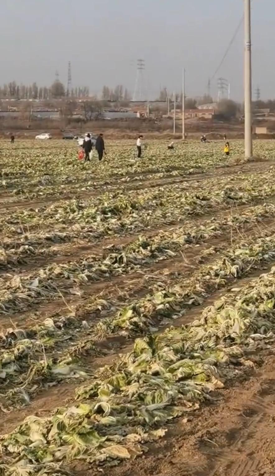 太过分了！近日，一条“白菜免费”的视频在网络上广泛传播，导致内蒙古赤峰一菜地承包