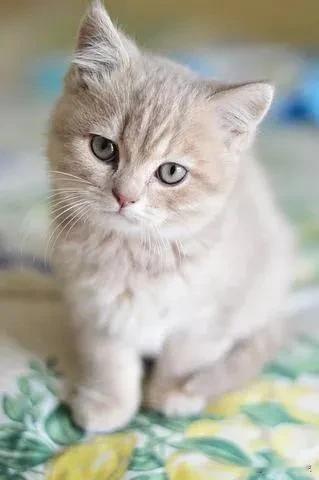 八十岁的老父亲不知道从哪里捡了一只流浪猫，宝贝的不得了，专门弄了一个笼子给养起来