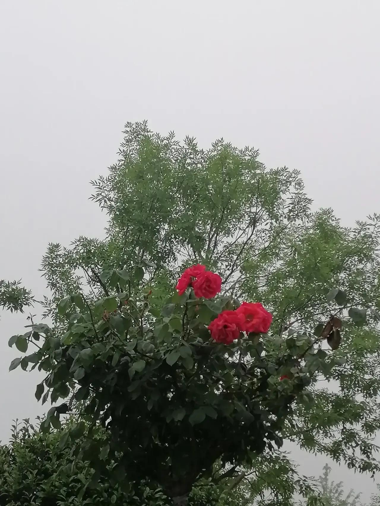 出上：秋光漫酒枫添彩，对下：夏雾飘纱柳更柔。