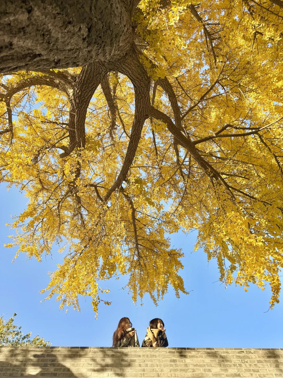 11.13实拍live，这里的银杏又好看又好拍❗️