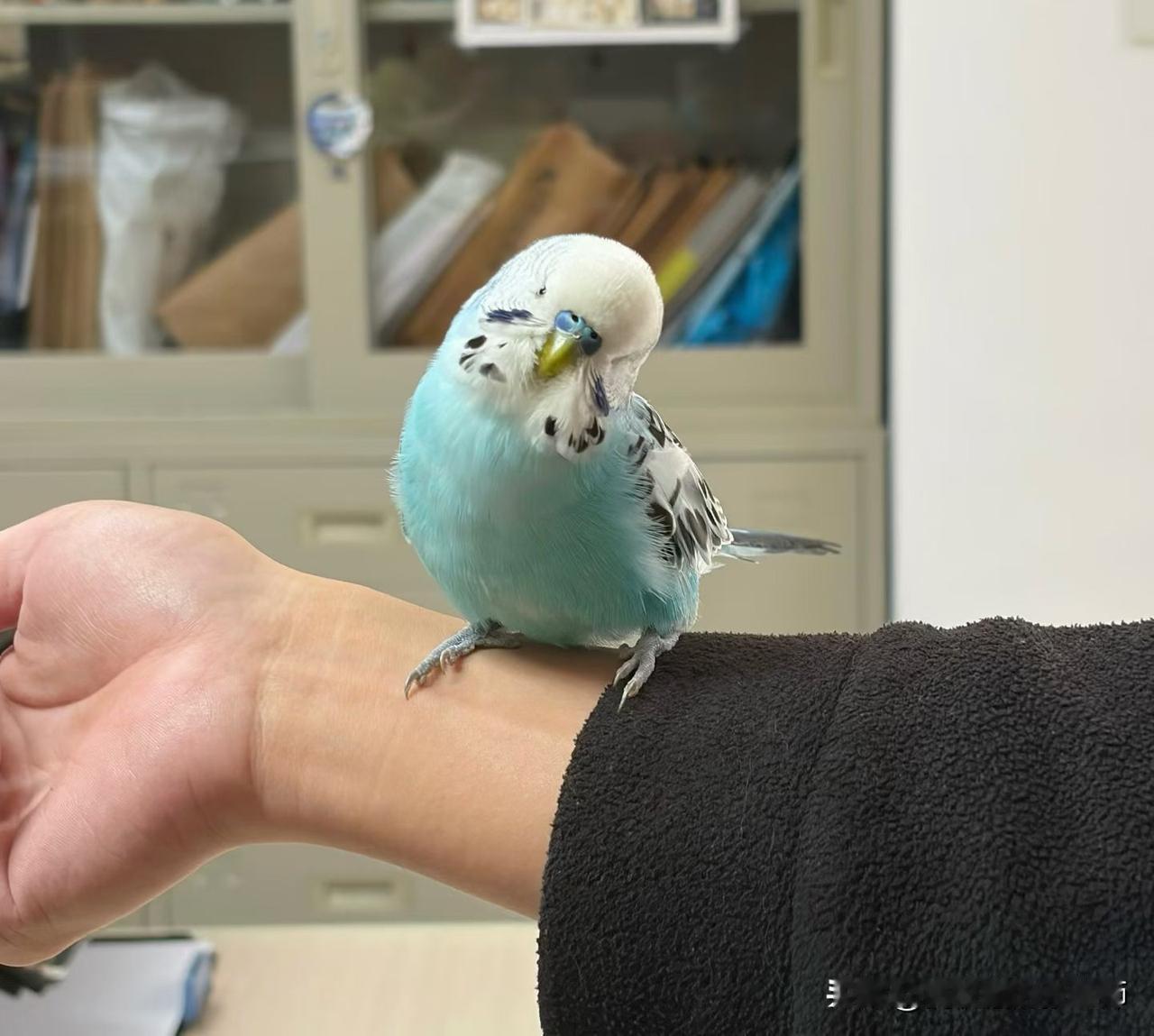 真的是猝不及防的惊喜！一只颜值超高的蓝色大头虎皮鹦鹉，居然自己飞到家门口，主动求