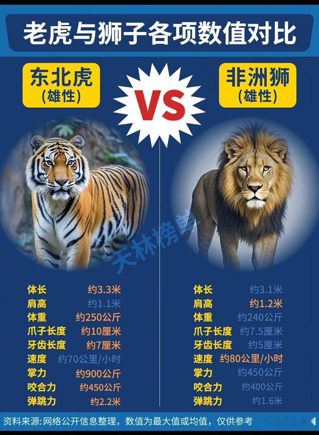 老虎与狮子各项数值对比。老虎耐力和体力比较好，狮虎大战，虎赢的概率大，个体有差异