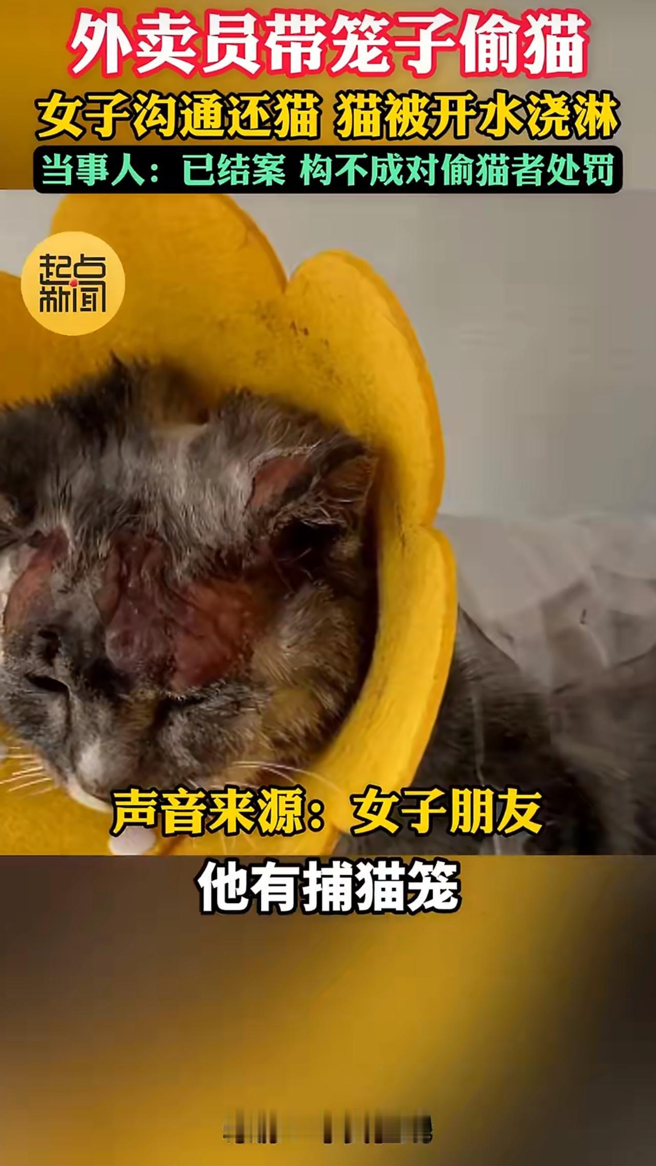 最近河南有件事闹得沸沸扬扬，让无数爱猫人士气得直发抖——一位外卖员偷走邻居家的宠