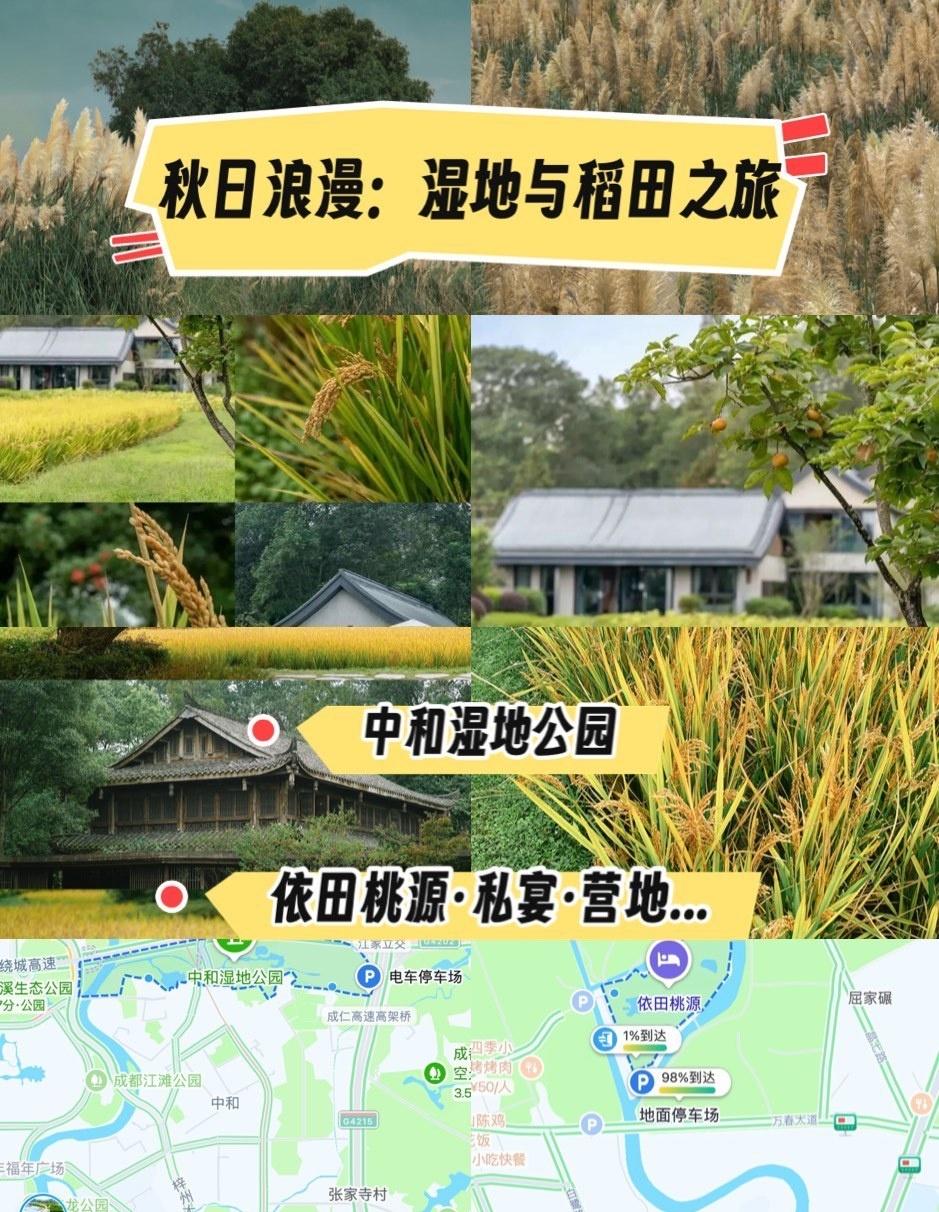 没想到吧！中和湿地公园又上秋日限定皮肤了！2号门进去就是大片芦苇海2-3米高