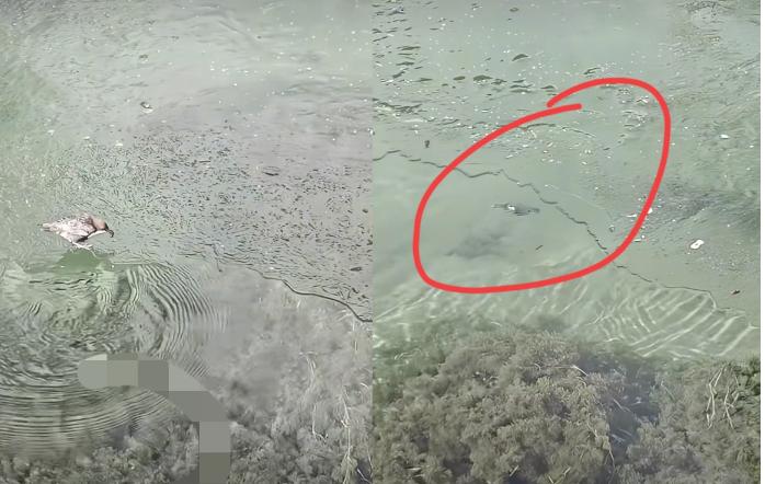 这鸟火到人民日报了！四川一游客去景区玩，发现水面结冰，刚准备拍照，突然发现一只鸟