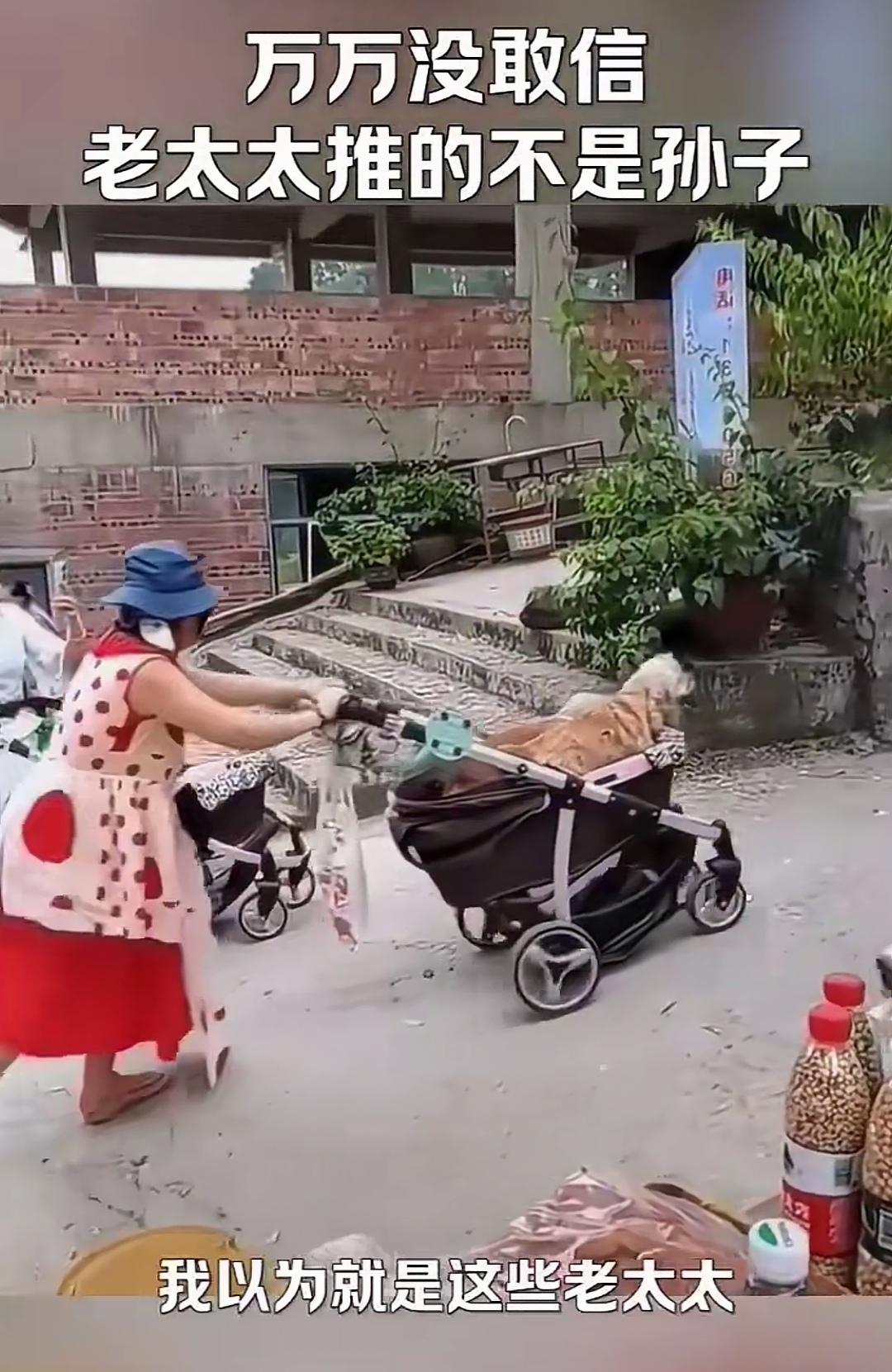 万万没想到！老太们推的婴儿车里，装的竟全是狗？谁见了能不说一声离谱！原本为人