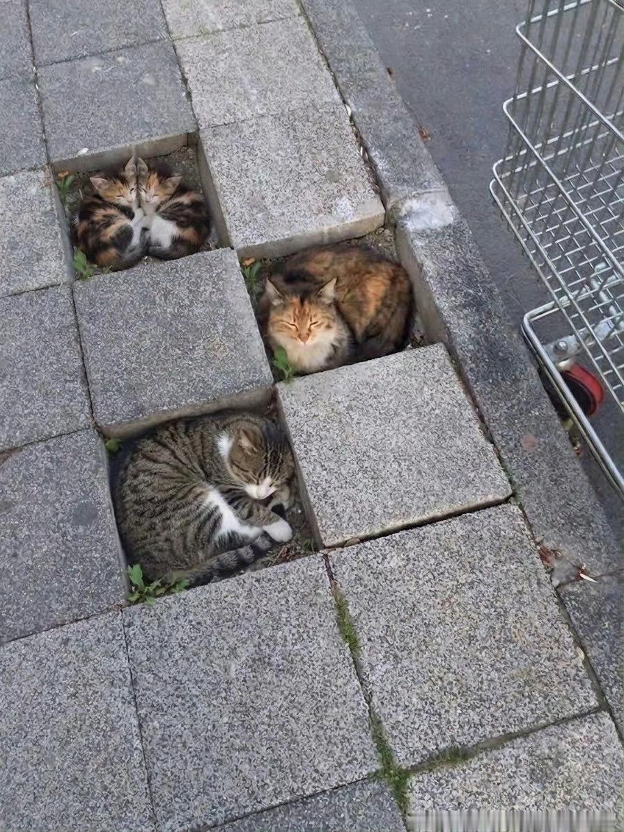 此处禁止停猫猫咪是可爱的，但野猫不一定是，容易应激千万别被抓伤！打狂犬疫苗针可不