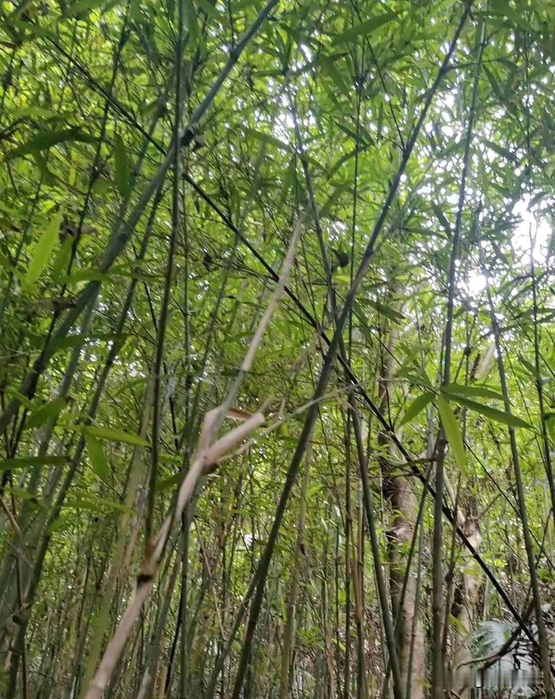 今天或许是今年最后一回拔笋了，原因很简单，笋季已过。我前往那片熟悉的竹林，本还怀