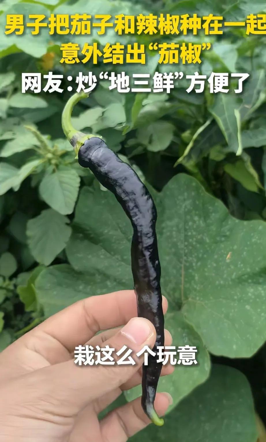“茄椒”，是茄子出了轨？还是辣椒劈了腿？一男子把茄子和辣椒载到一起，结果，辣椒