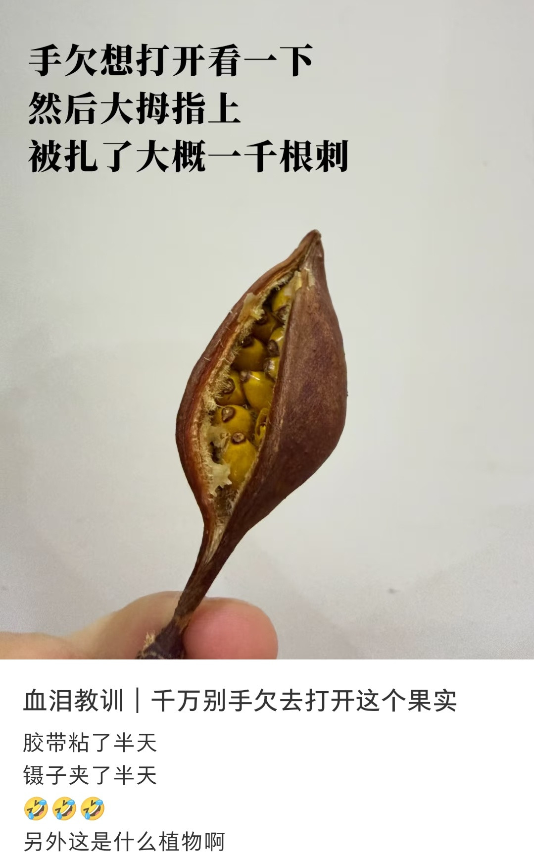 不要随意玩弄植物，可能会被反伤