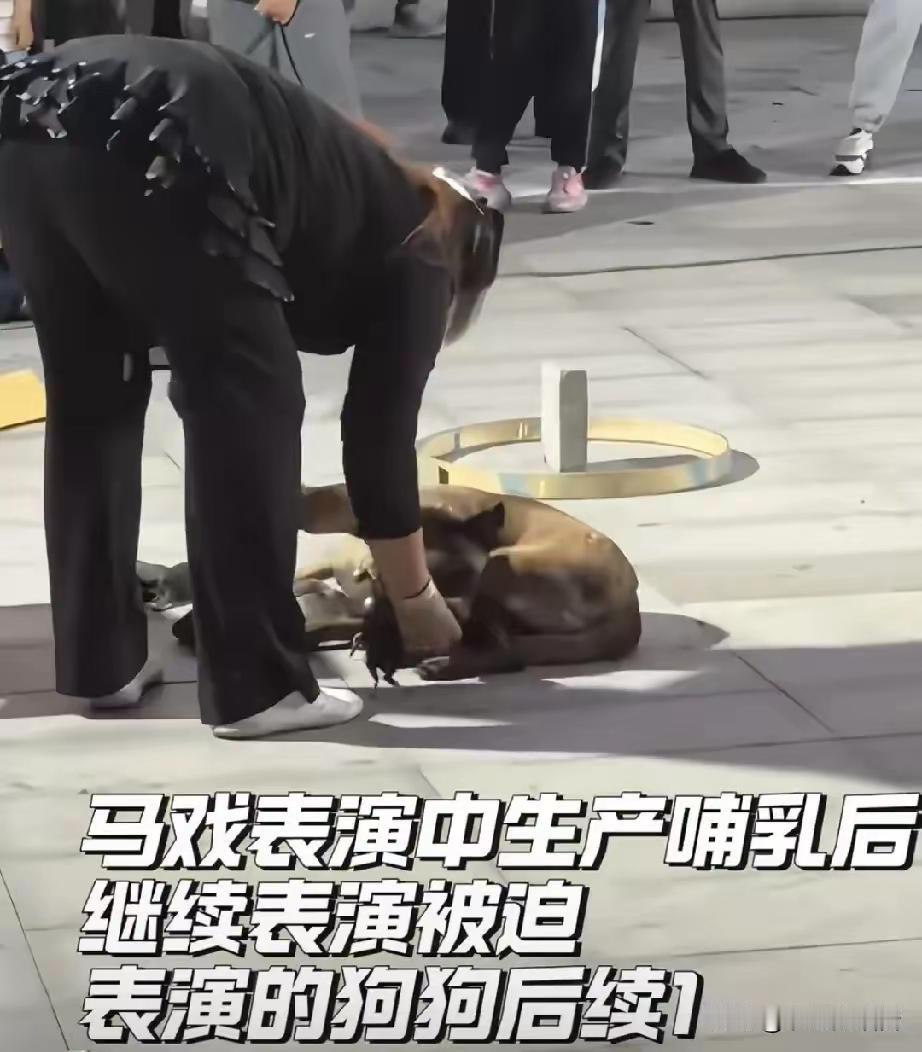 太幸运，马戏团表演马犬母子获救了5月29日救助人拿到山东济宁微山马戏团具体地