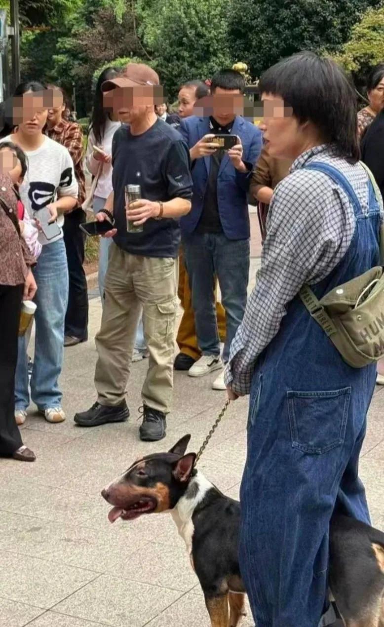 眉山那只牛头梗会伤人，是因为主人缺少了这个2个措施：第1.没有给它戴嘴套，明