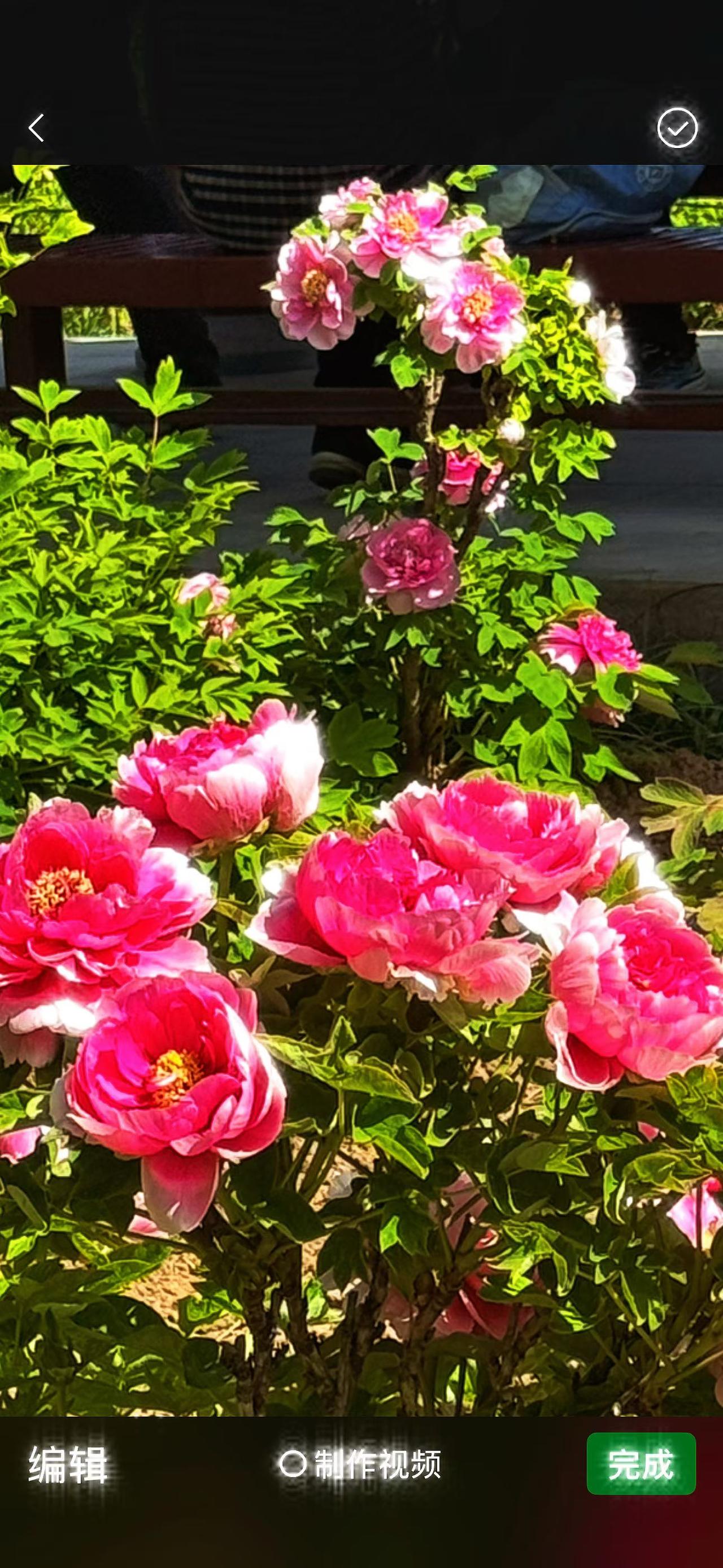 河南行之六（顾焕章):“洛阳牡丹与龙门石窟！，牡丹为花中之王，果然名