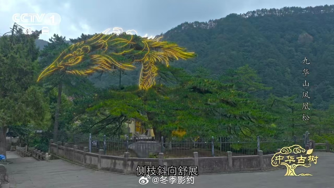 约1400岁古松树像一只大凤凰这棵古松真的太绝了，风起时像凤凰展翅，风落时像凤