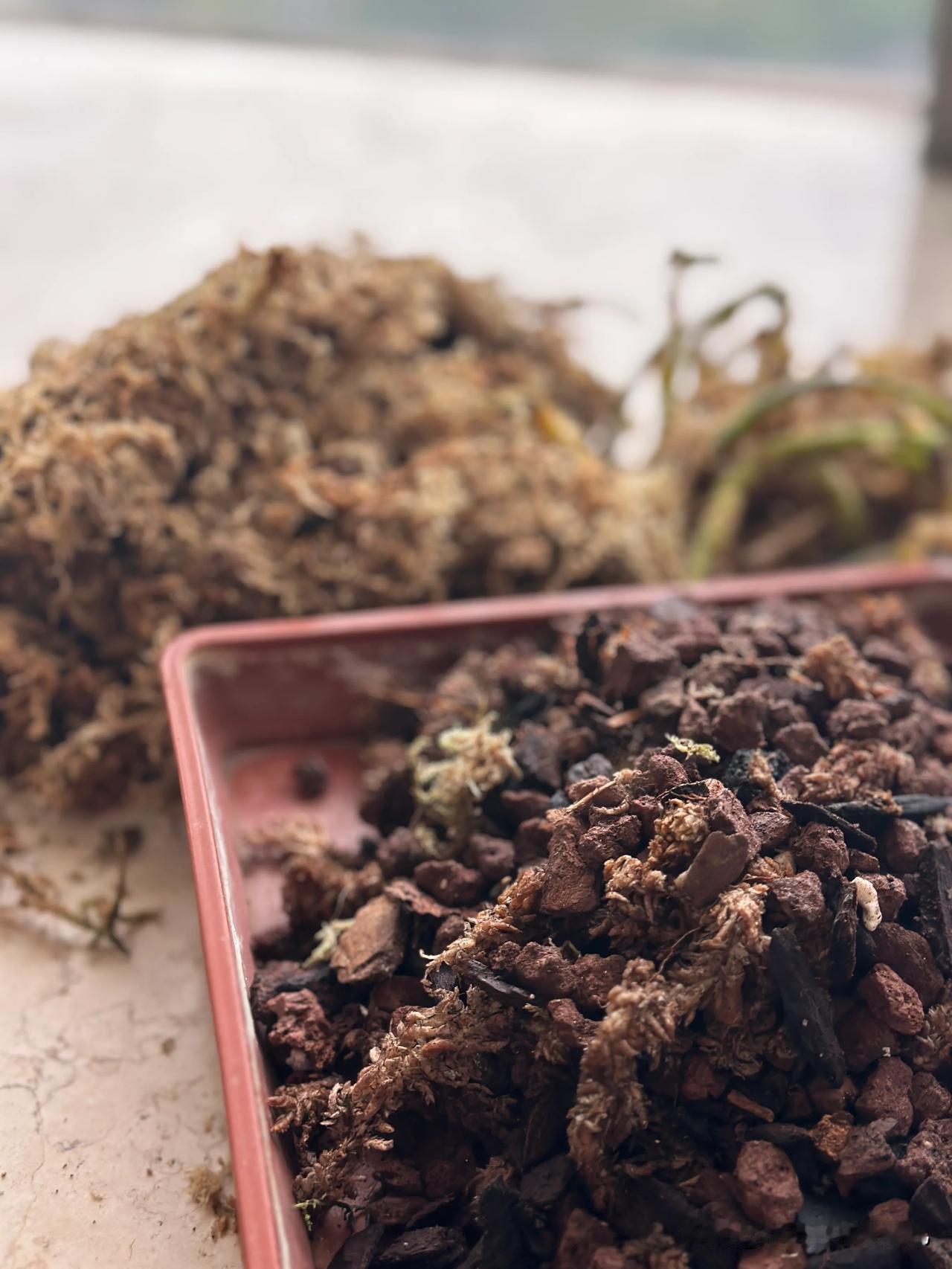 今天把几十盆的蝴蝶兰（在开花的、拔剑的）都换了植料，但弱弱的问一句，你们是不是在