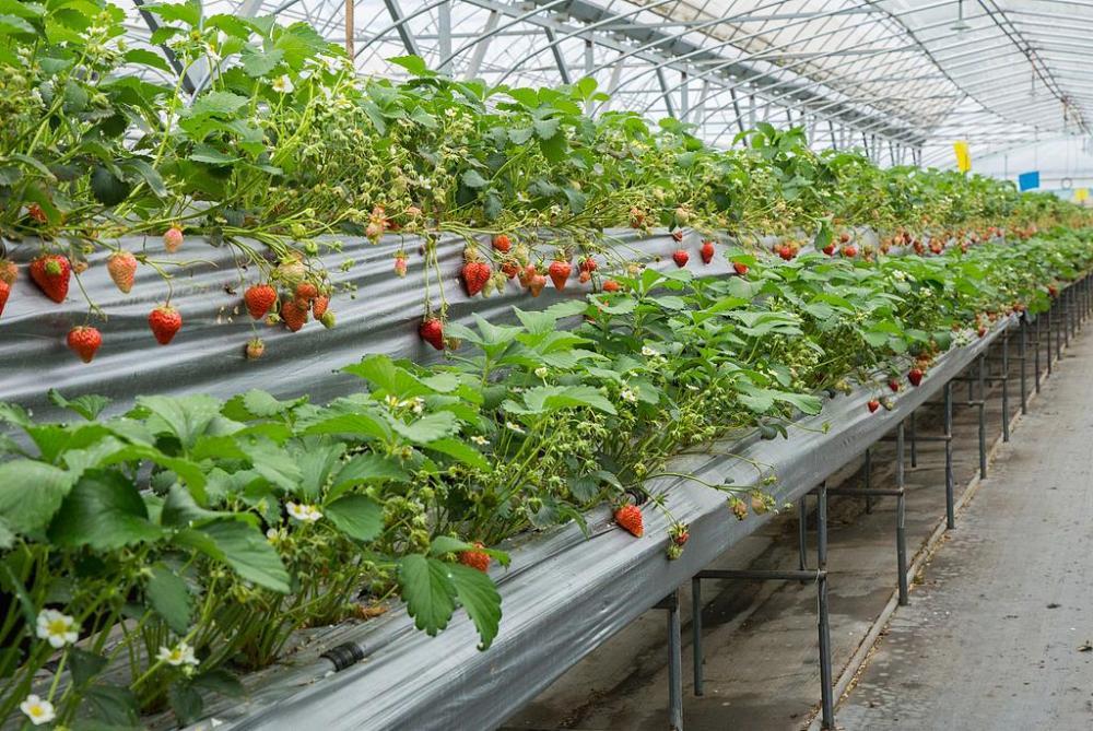 360元/斤的草莓宣称“牛奶浇灌” 专家: 溢价太高 理性消费