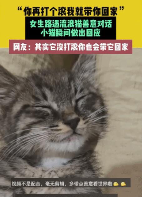最近，重庆一女生在路边遇到只流浪小猫，很是不舍，她就故意逗它：“你再打个滚我就带