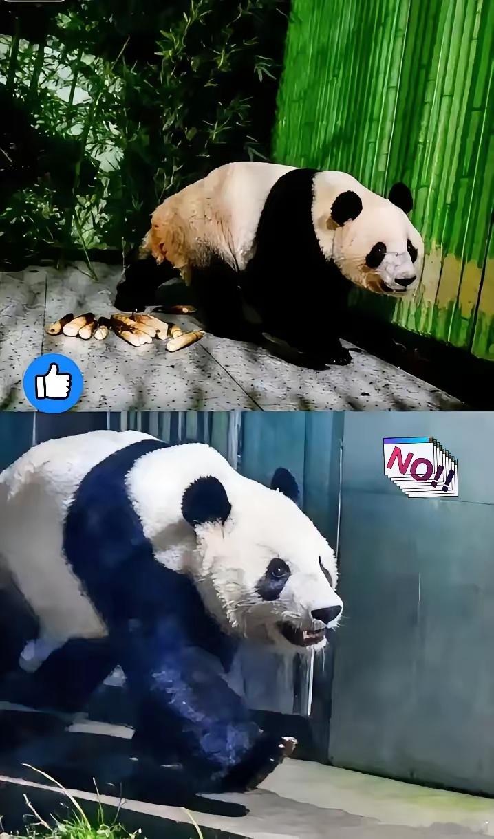 我国已派专家接回晓晓蕾蕾熊猫中心官宣，旅居日本的大熊猫晓晓、蕾蕾已于1月28日凌