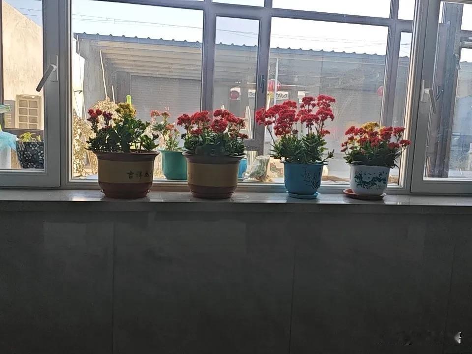 今天，2026年2月8日，我拍了一张我家长寿花的图片。今年的长寿花开的比较晚，