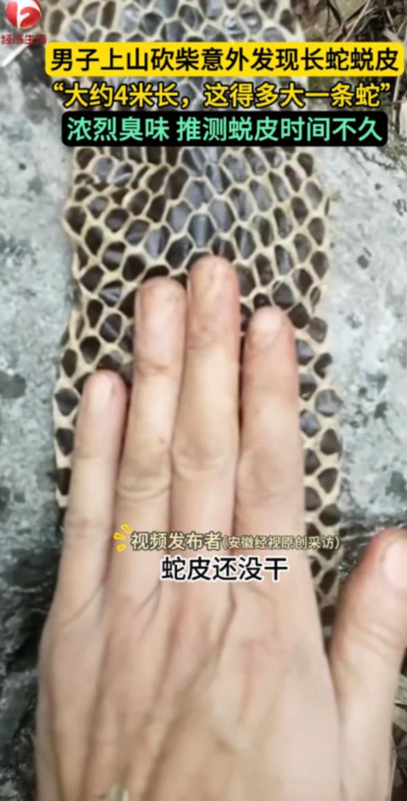 “活久见！”近日，广西河池，一男子上山砍柴时，突然闻到周围有一股恶臭味，他仔细寻