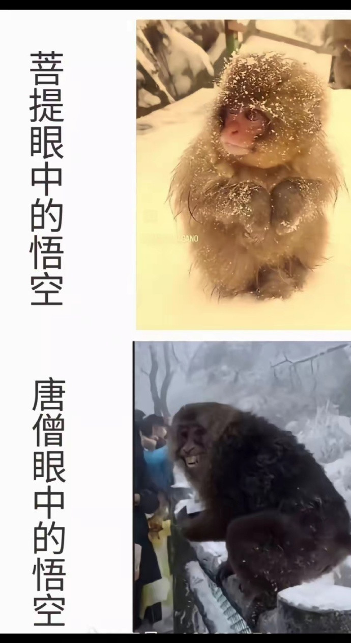 菩提：我优秀的小悟空怎么到唐僧那成了泼猴了？