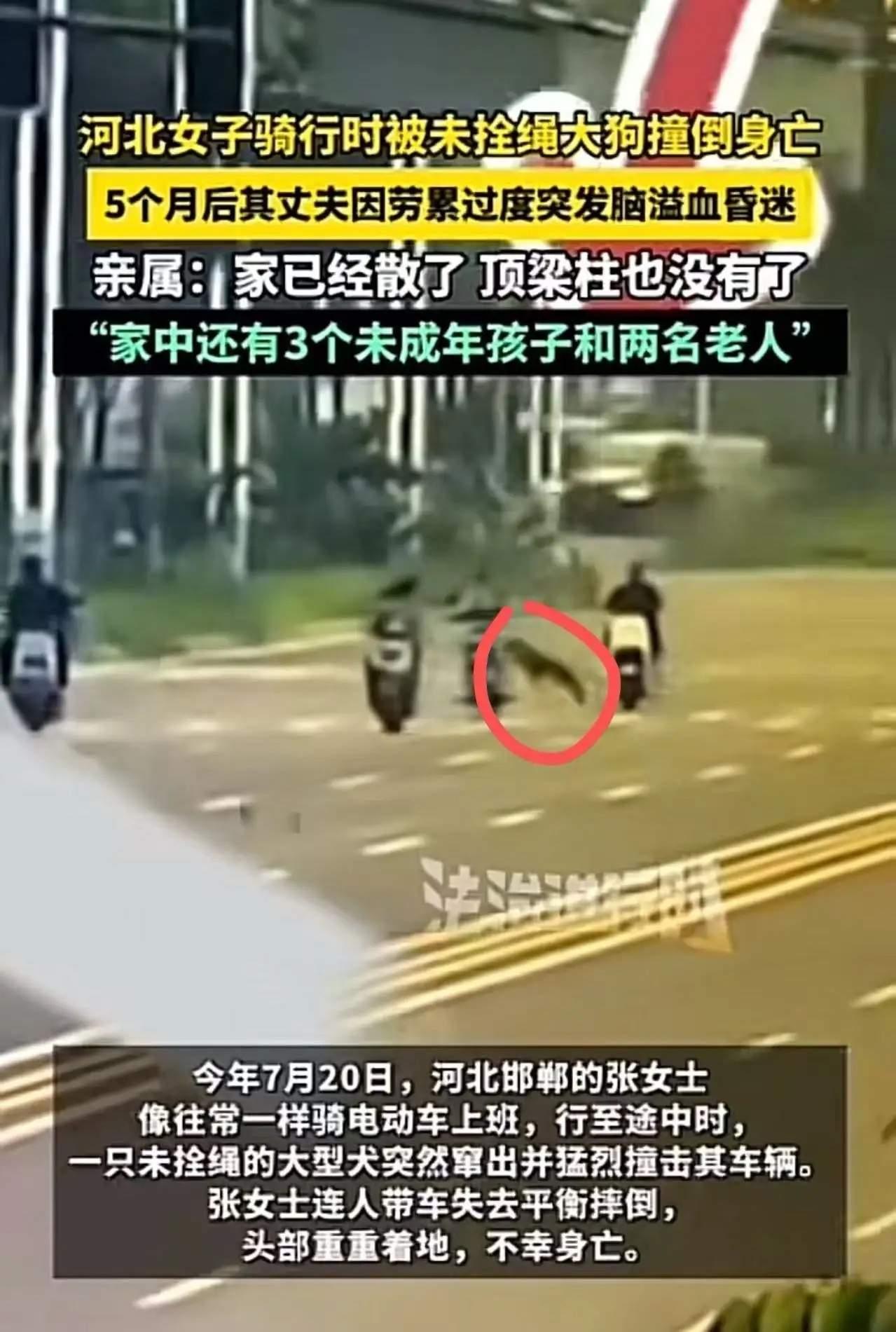好家伙，真是小刀剌屁股开了眼了！"世界上跑最快的狗"，不拴绳，当导弹放？河北