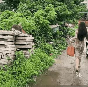 我也经常在哭上看见喂流浪猫的女孩儿，流浪本身就很可怜，不管是人还是动物