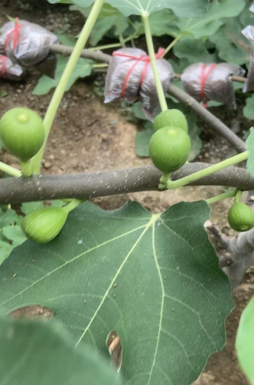 今天高压了几颗巴斯最爱无花果，高压繁殖绝对是无花果繁殖里最简单、成活率最高的方法