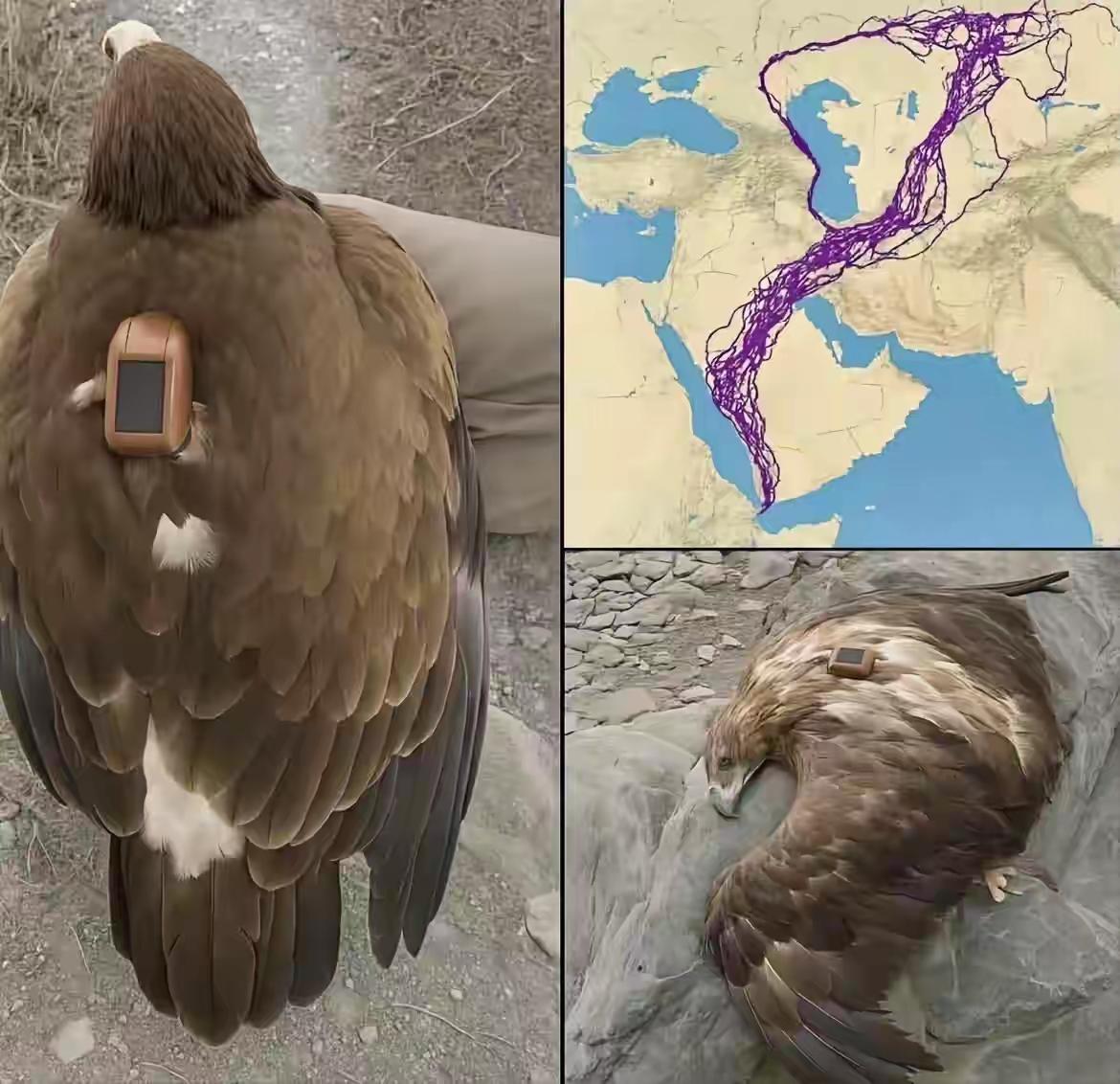 根本不敢想象，这只鹰在有生之年，竟然飞行和穿越了那么多地方，据说鹰一生之中，会飞